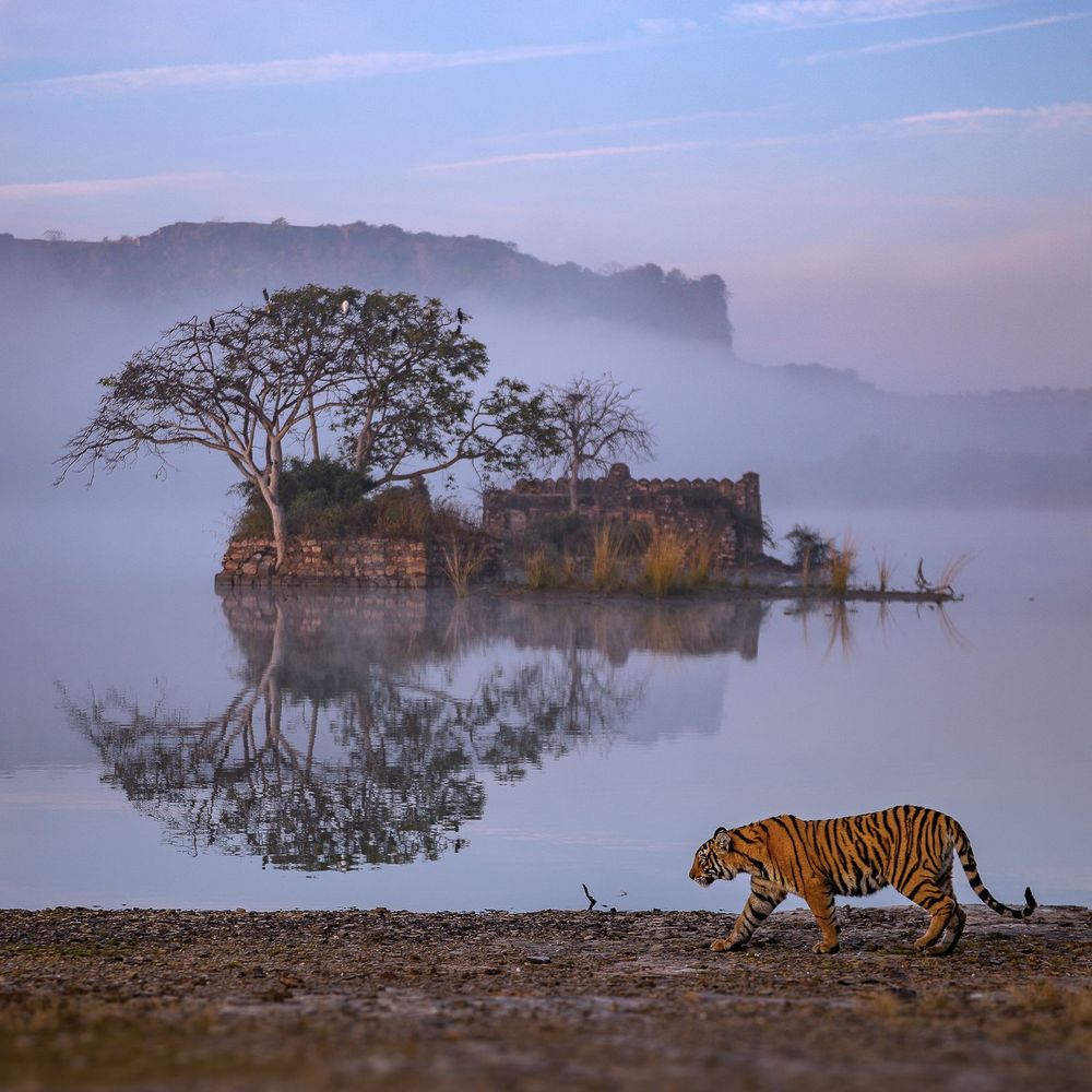 A tiger beside water in Ranthambore National Park